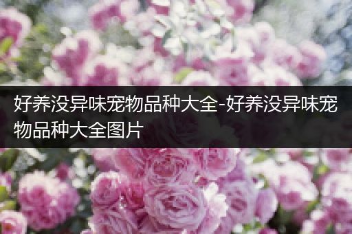 好养没异味宠物品种大全-好养没异味宠物品种大全图片
