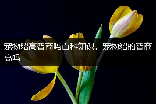 宠物貂高智商吗百科知识，宠物貂的智商高吗