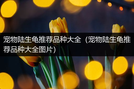 宠物陆生龟推荐品种大全（宠物陆生龟推荐品种大全图片）