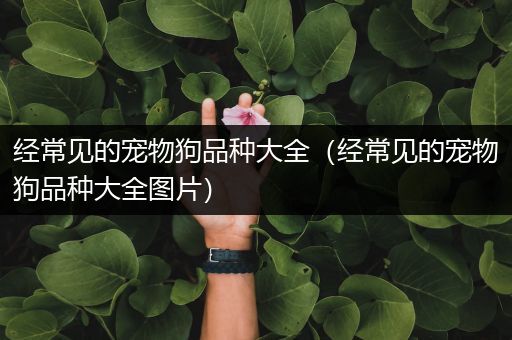 经常见的宠物狗品种大全（经常见的宠物狗品种大全图片）