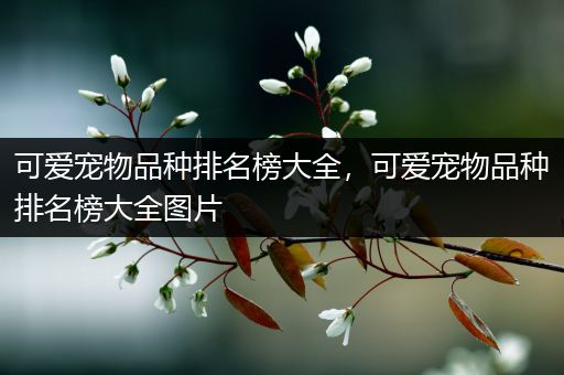 可爱宠物品种排名榜大全，可爱宠物品种排名榜大全图片