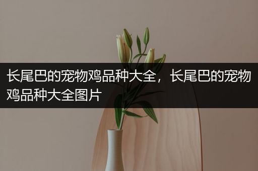 长尾巴的宠物鸡品种大全，长尾巴的宠物鸡品种大全图片