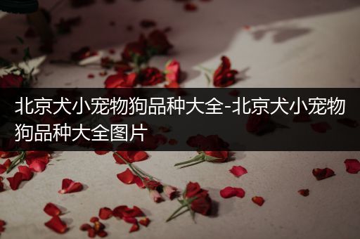 北京犬小宠物狗品种大全-北京犬小宠物狗品种大全图片