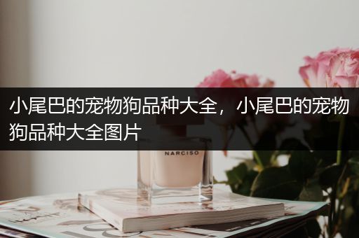 小尾巴的宠物狗品种大全，小尾巴的宠物狗品种大全图片