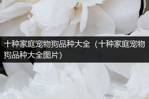 十种家庭宠物狗品种大全（十种家庭宠物狗品种大全图片）