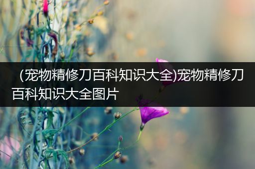 （宠物精修刀百科知识大全)宠物精修刀百科知识大全图片