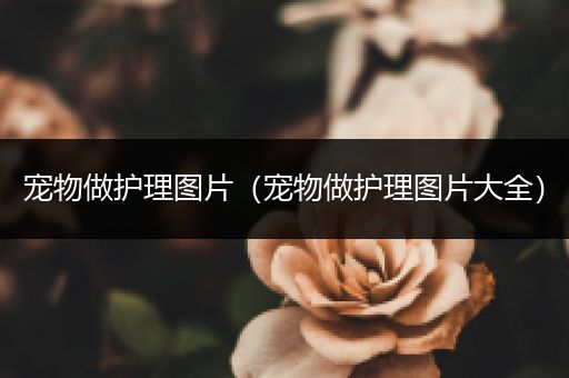 宠物做护理图片（宠物做护理图片大全）
