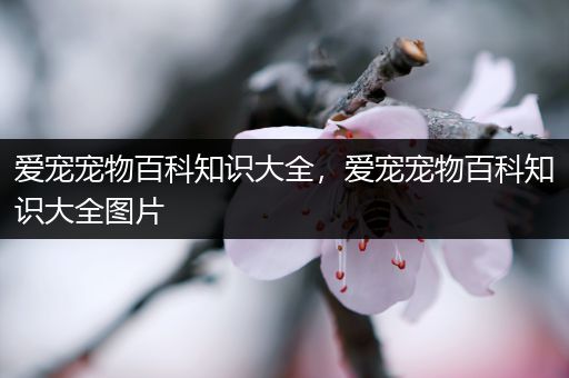 爱宠宠物百科知识大全，爱宠宠物百科知识大全图片