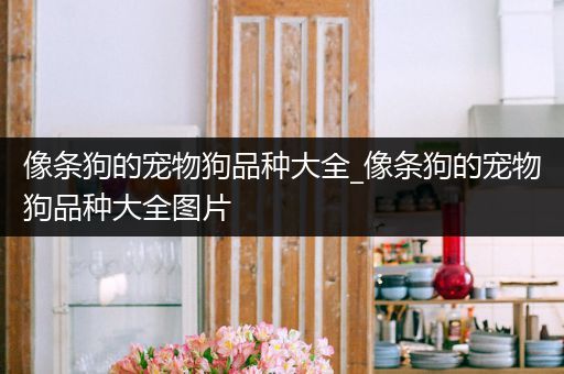像条狗的宠物狗品种大全_像条狗的宠物狗品种大全图片