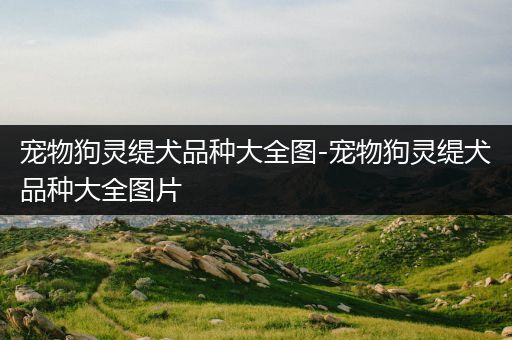 宠物狗灵缇犬品种大全图-宠物狗灵缇犬品种大全图片