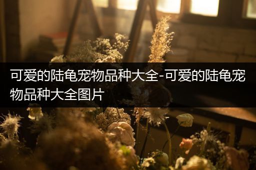 可爱的陆龟宠物品种大全-可爱的陆龟宠物品种大全图片