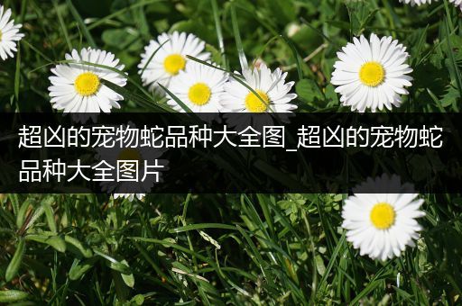 超凶的宠物蛇品种大全图_超凶的宠物蛇品种大全图片