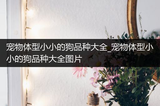 宠物体型小小的狗品种大全_宠物体型小小的狗品种大全图片