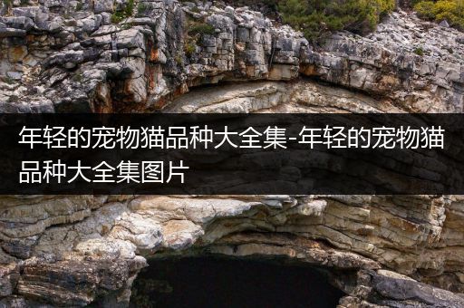 年轻的宠物猫品种大全集-年轻的宠物猫品种大全集图片