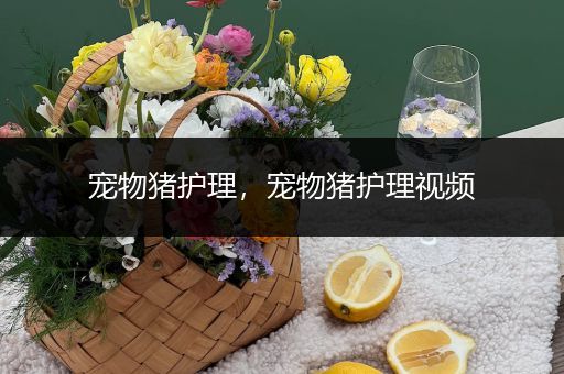 宠物猪护理，宠物猪护理视频