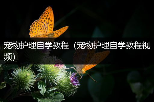 宠物护理自学教程（宠物护理自学教程视频）