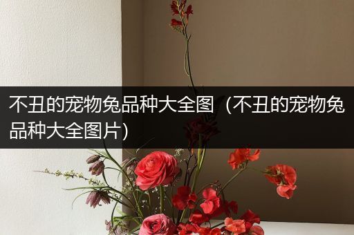 不丑的宠物兔品种大全图（不丑的宠物兔品种大全图片）