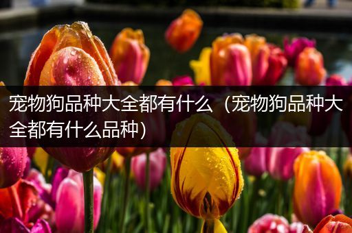 宠物狗品种大全都有什么（宠物狗品种大全都有什么品种）