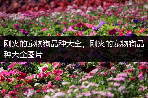 刚火的宠物狗品种大全，刚火的宠物狗品种大全图片