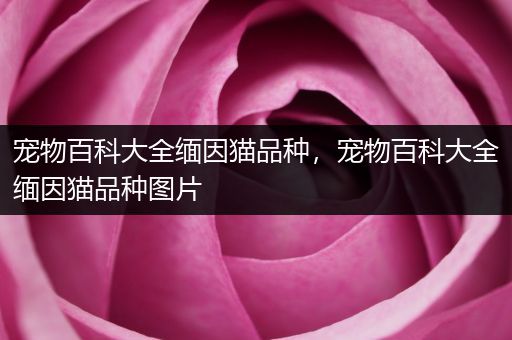 宠物百科大全缅因猫品种，宠物百科大全缅因猫品种图片