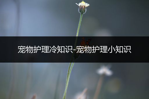 宠物护理冷知识-宠物护理小知识