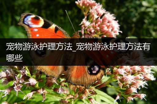 宠物游泳护理方法_宠物游泳护理方法有哪些