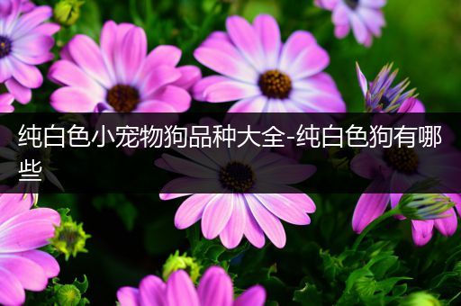 纯白色小宠物狗品种大全-纯白色狗有哪些