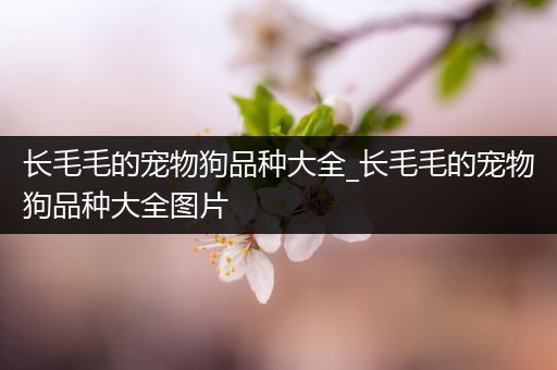 长毛毛的宠物狗品种大全_长毛毛的宠物狗品种大全图片