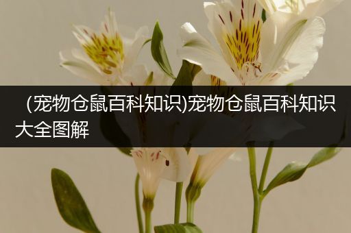 （宠物仓鼠百科知识)宠物仓鼠百科知识大全图解