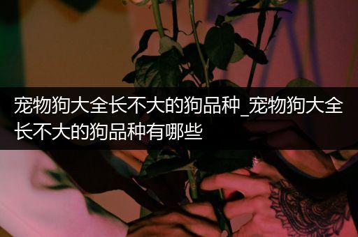 宠物狗大全长不大的狗品种_宠物狗大全长不大的狗品种有哪些