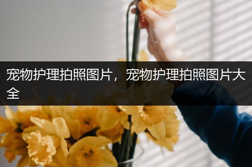 宠物护理拍照图片，宠物护理拍照图片大全