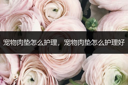 宠物肉垫怎么护理，宠物肉垫怎么护理好