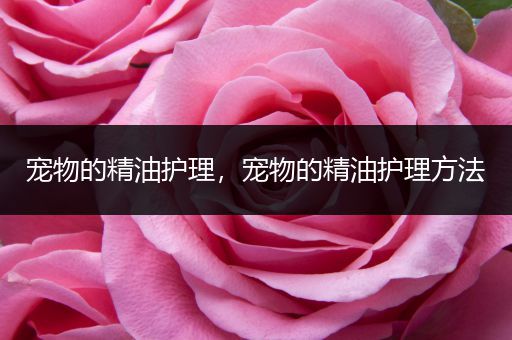 宠物的精油护理，宠物的精油护理方法