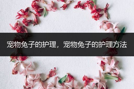 宠物兔子的护理，宠物兔子的护理方法