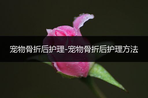 宠物骨折后护理-宠物骨折后护理方法