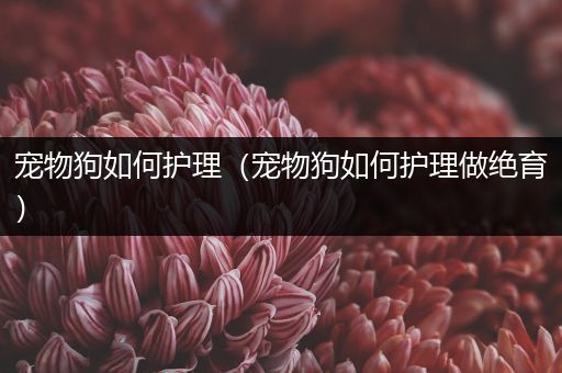 宠物狗如何护理（宠物狗如何护理做绝育）