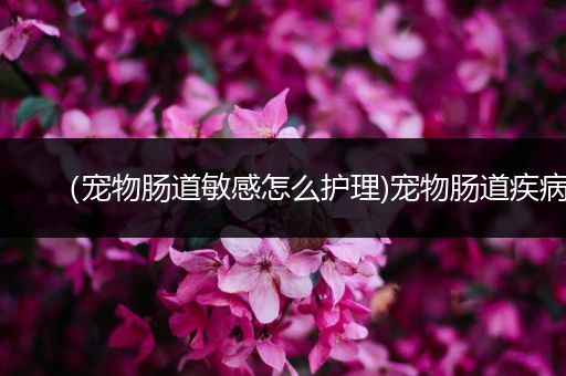 （宠物肠道敏感怎么护理)宠物肠道疾病