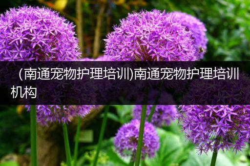（南通宠物护理培训)南通宠物护理培训机构