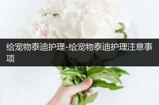 给宠物泰迪护理-给宠物泰迪护理注意事项