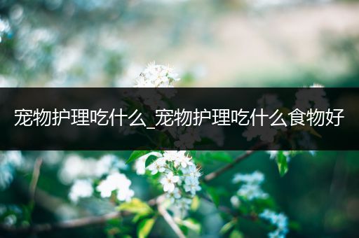 宠物护理吃什么_宠物护理吃什么食物好