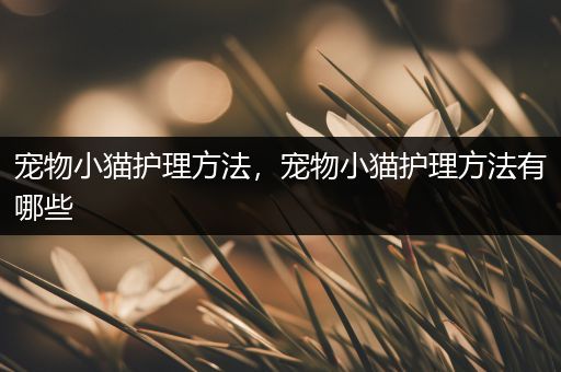 宠物小猫护理方法，宠物小猫护理方法有哪些