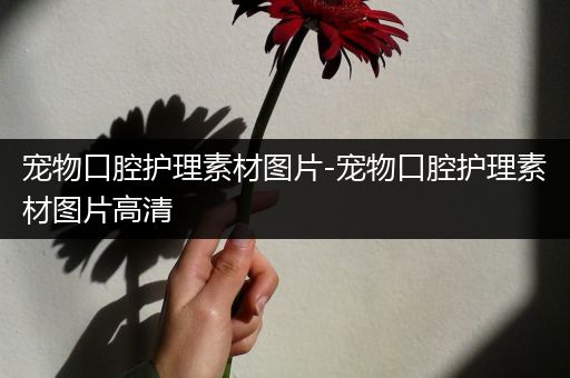 宠物口腔护理素材图片-宠物口腔护理素材图片高清