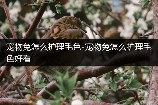 宠物兔怎么护理毛色-宠物兔怎么护理毛色好看