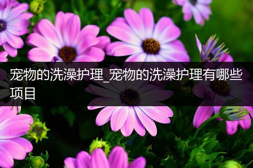 宠物的洗澡护理_宠物的洗澡护理有哪些项目