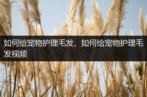 如何给宠物护理毛发，如何给宠物护理毛发视频