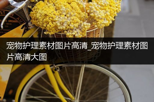 宠物护理素材图片高清_宠物护理素材图片高清大图