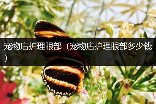 宠物店护理眼部（宠物店护理眼部多少钱）