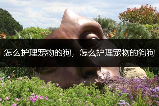 怎么护理宠物的狗，怎么护理宠物的狗狗