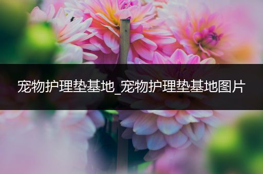宠物护理垫基地_宠物护理垫基地图片