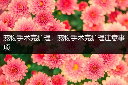 宠物手术完护理，宠物手术完护理注意事项